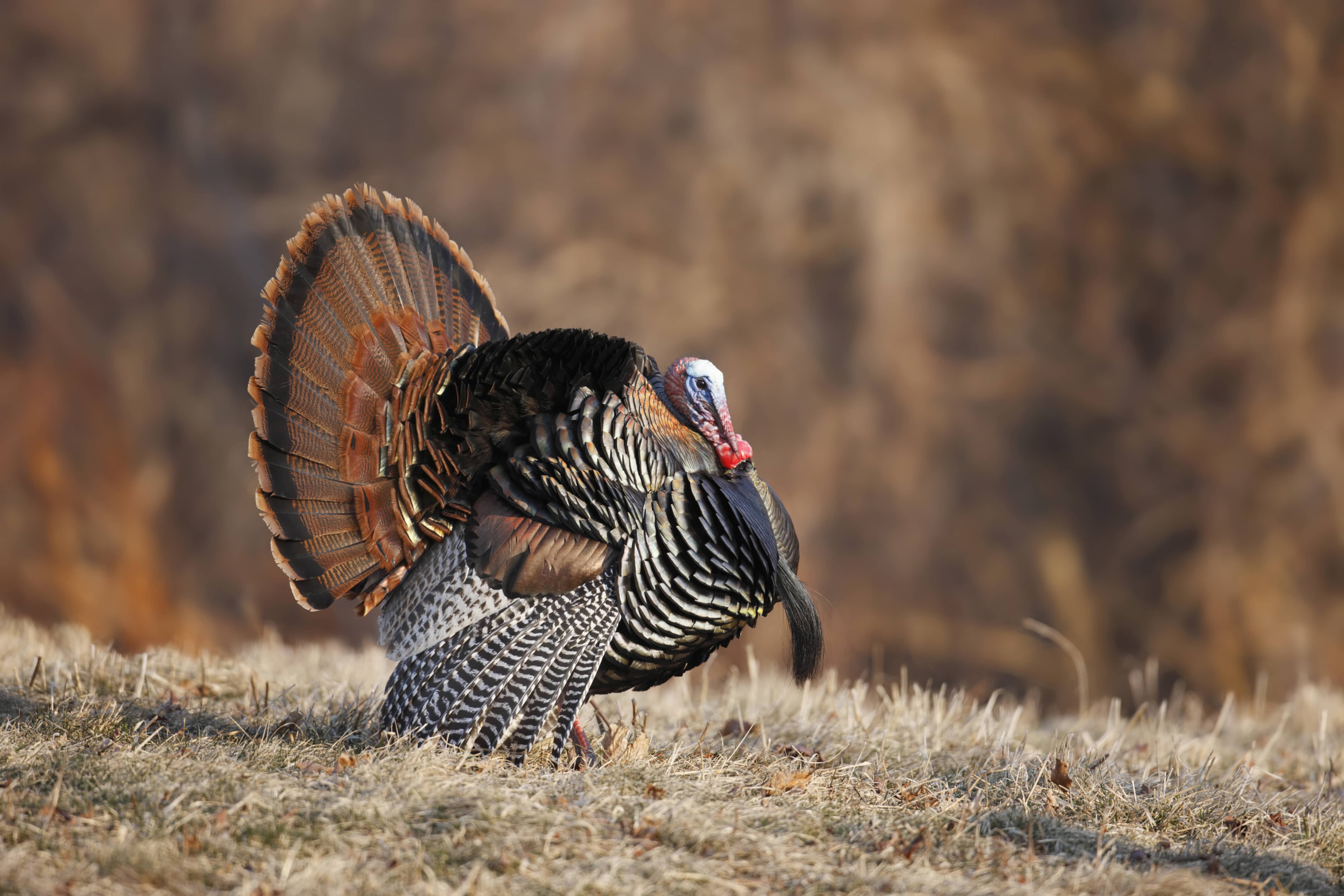 amalewildturkeyinfullstruttingdisplay