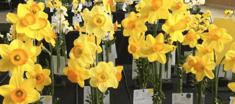 daffodil-society-daffodils