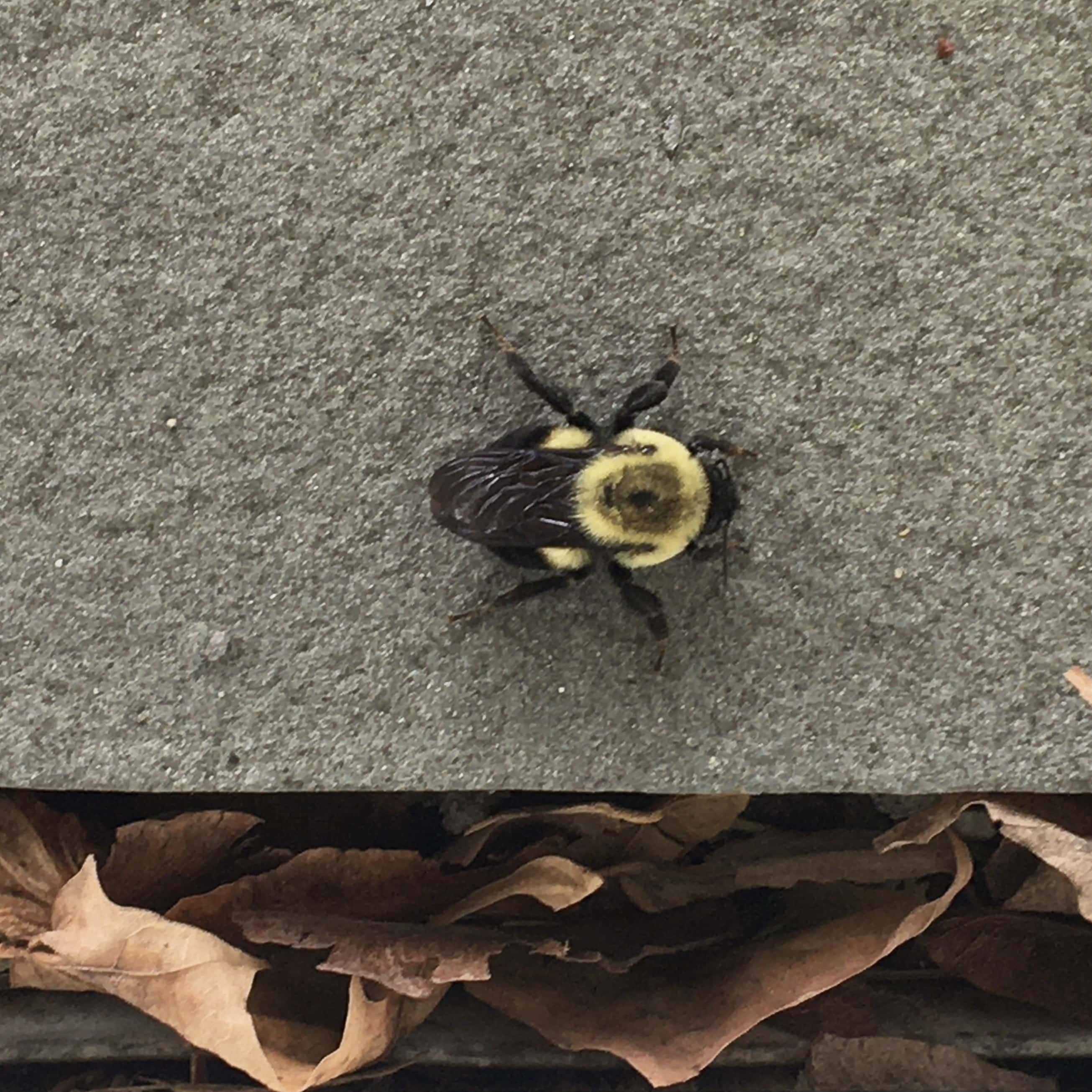 1-carpenter-bee1