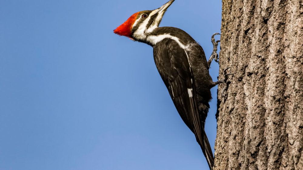 schaffer-woodpecker