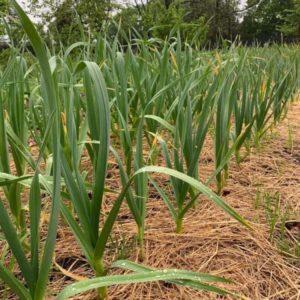 garlic