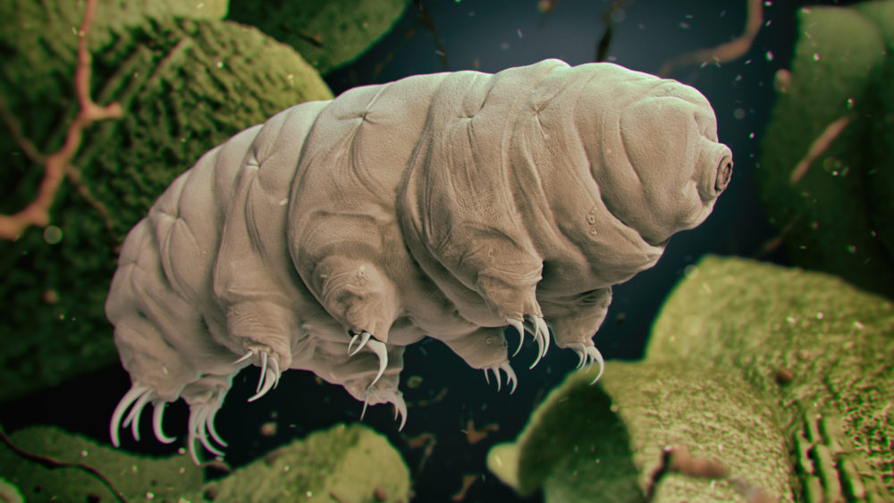 tardigradewaterbear-3drenderedillustration