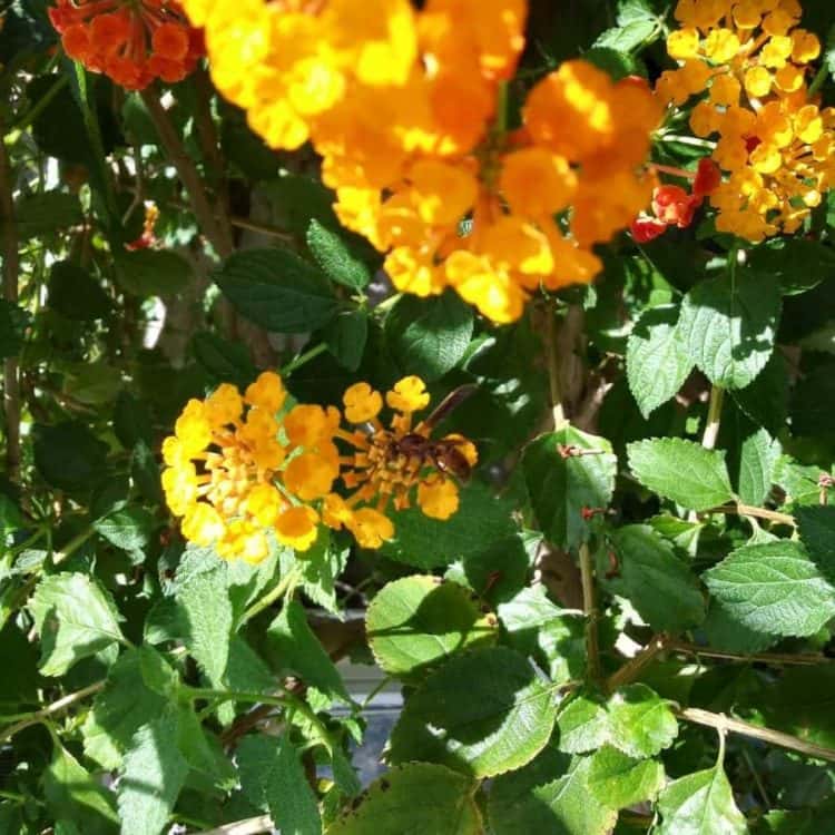 flowers-and-bees