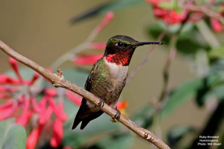 ruby-throated-hummingbird-photo-by-will-stuart