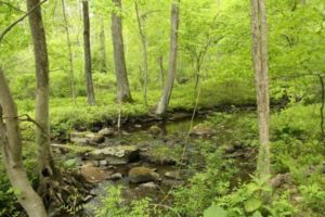 converse-brook-preserve