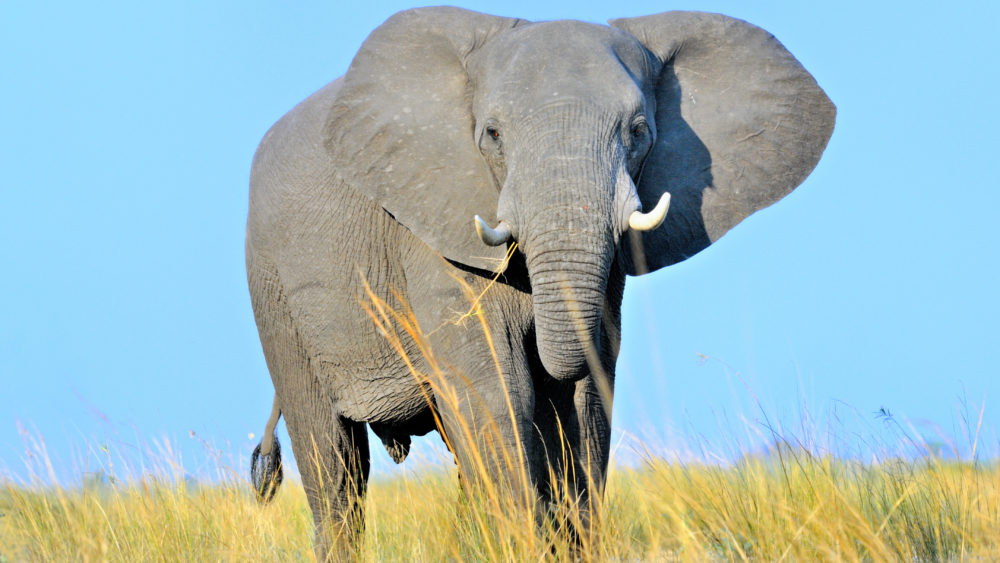 africanbushelephantbullthreatening