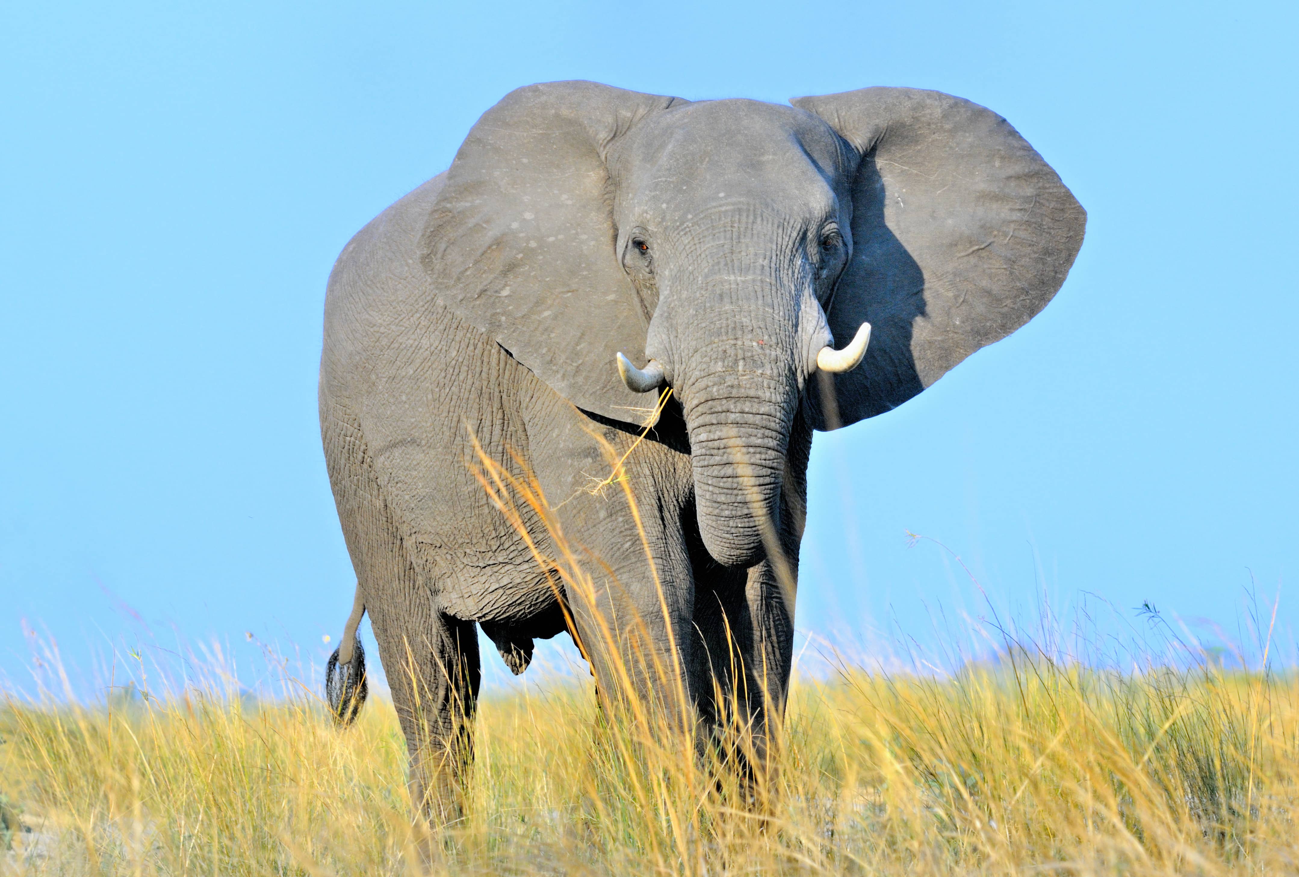 African Bush Elephant Loxodonta Africana QOPCOL