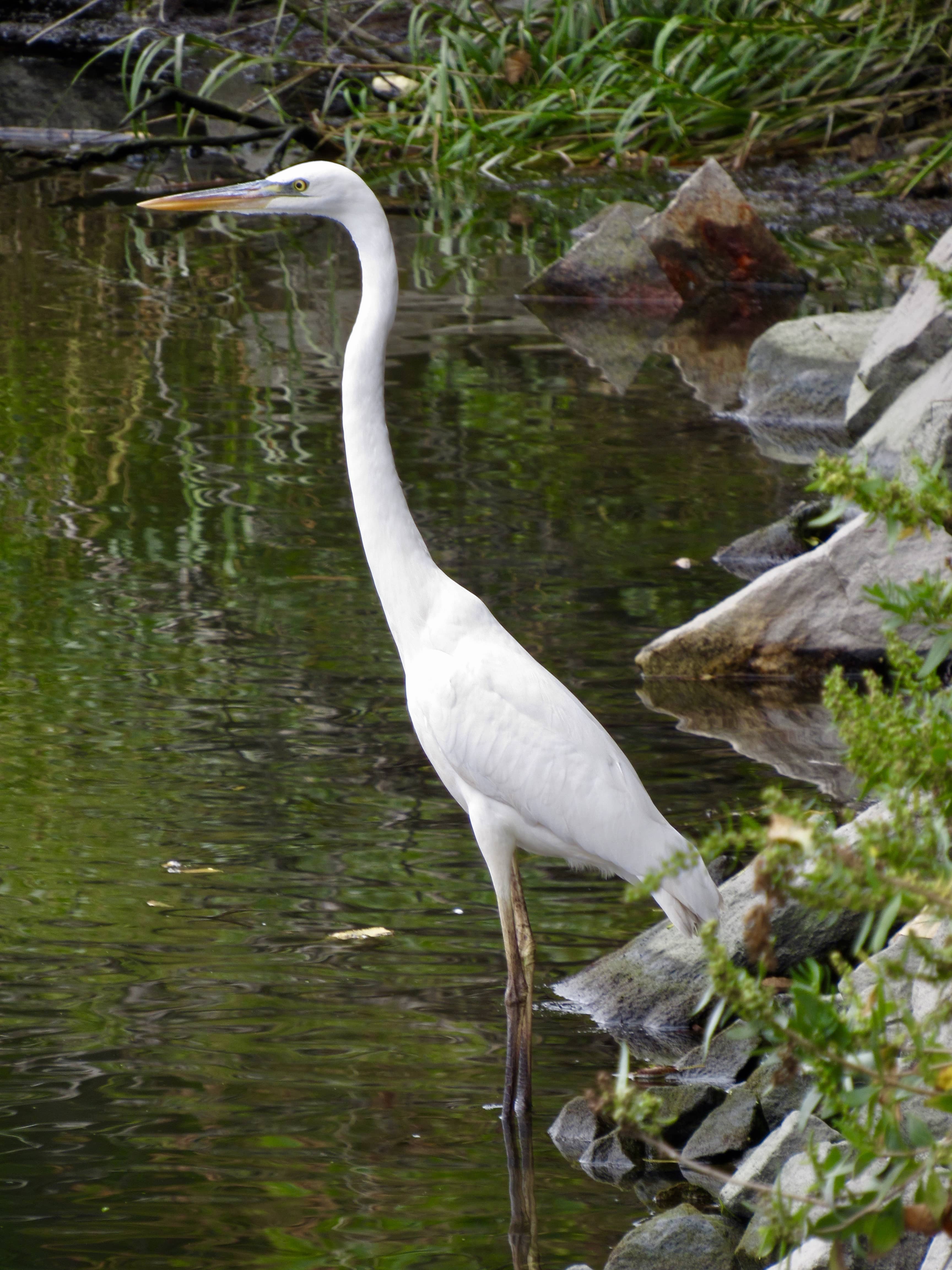 a white heron setting