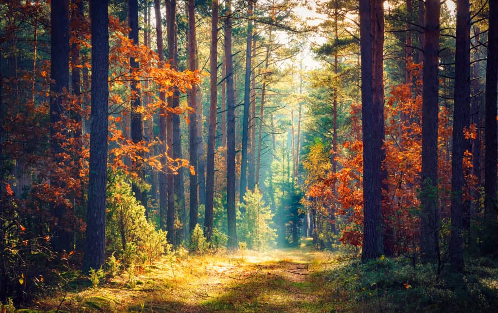 The Healing Power of Nature Will Amaze You | Greenwich Sentinel
