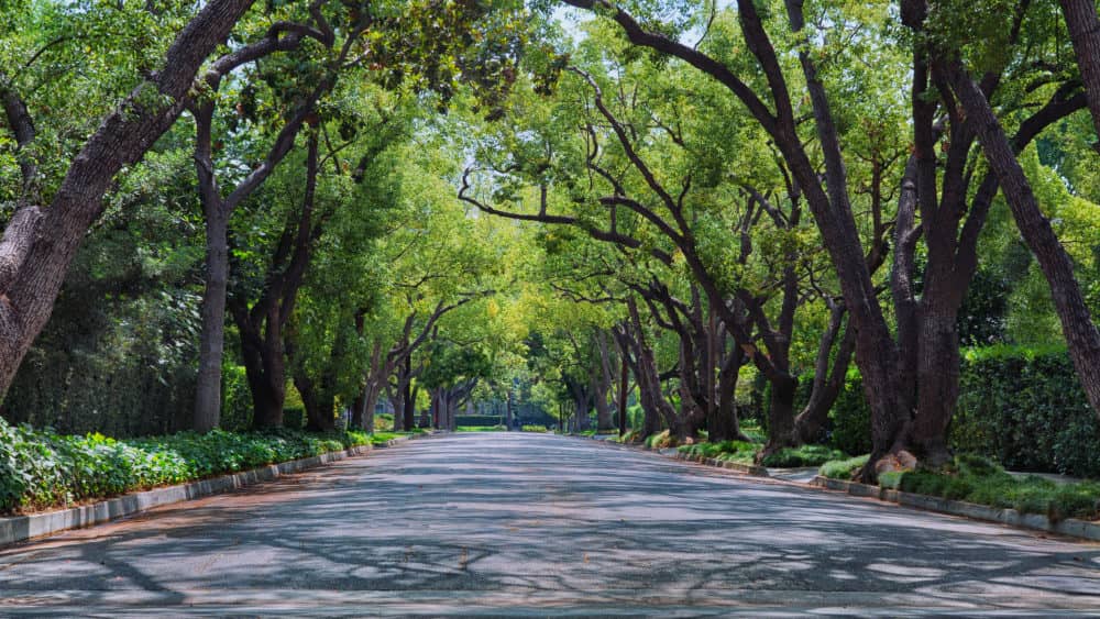 streetinupscaleneighborhoodcoveredwitharchedtreebranches