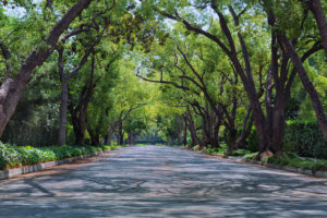 streetinupscaleneighborhoodcoveredwitharchedtreebranches