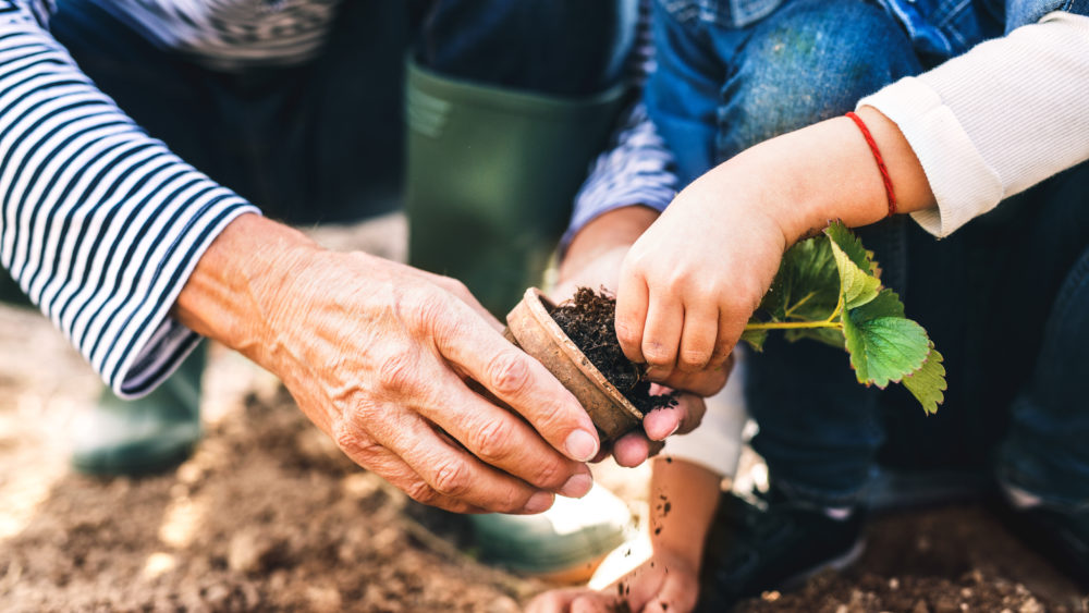 seniormanwithgrandaughtergardeninginthebackyardgarden