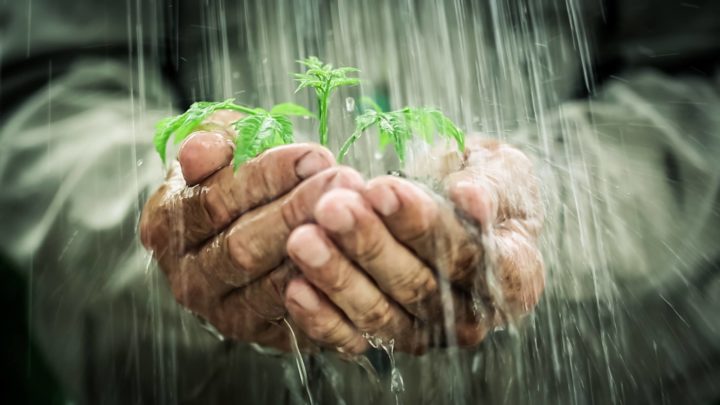 oldmanshandsholdingyoungplantintherain-ecology