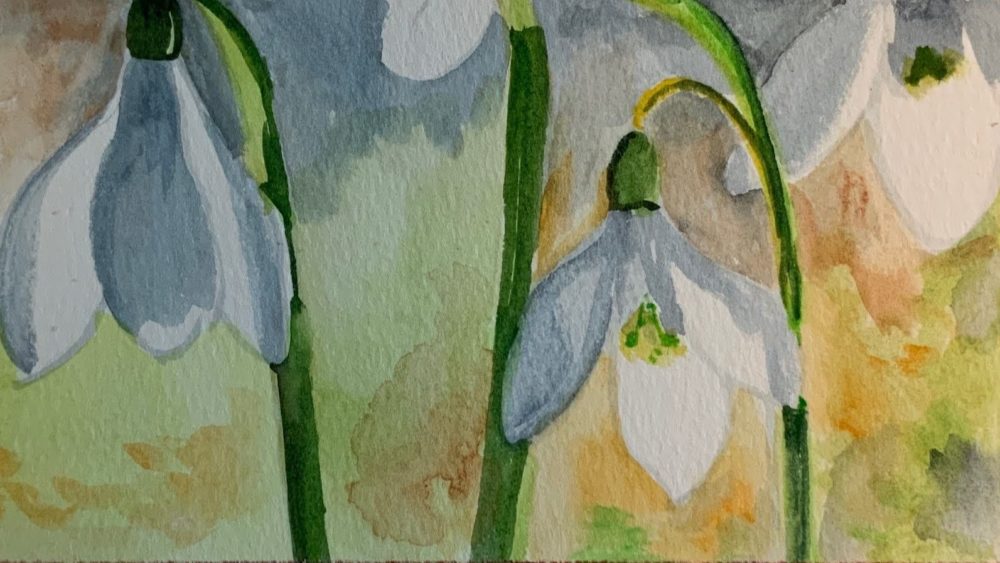snowdrops_dr-flax
