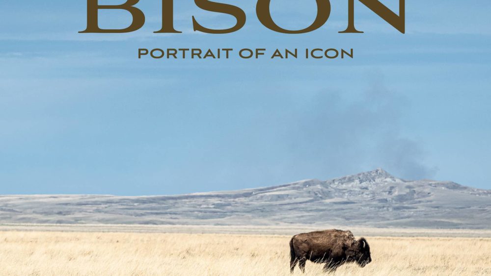 2-bison-front-cover