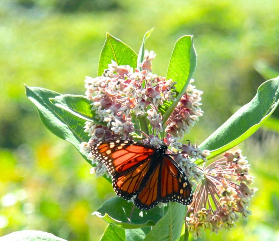 c-coccaro_butterfly-2