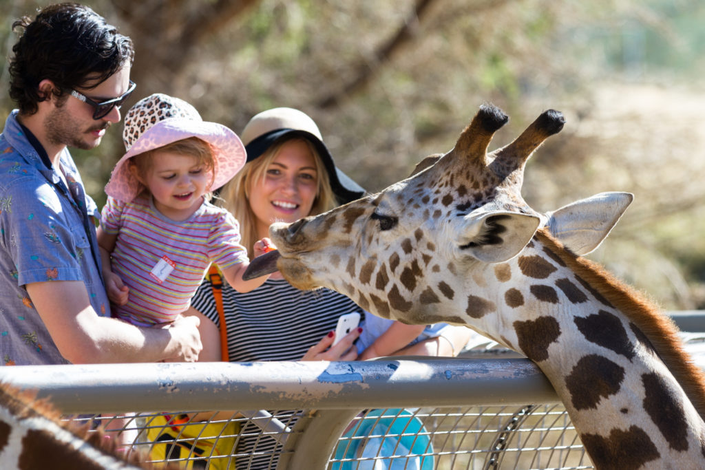 The Merry Month Of May At The Beardsley Zoo Greenwich Sentinel