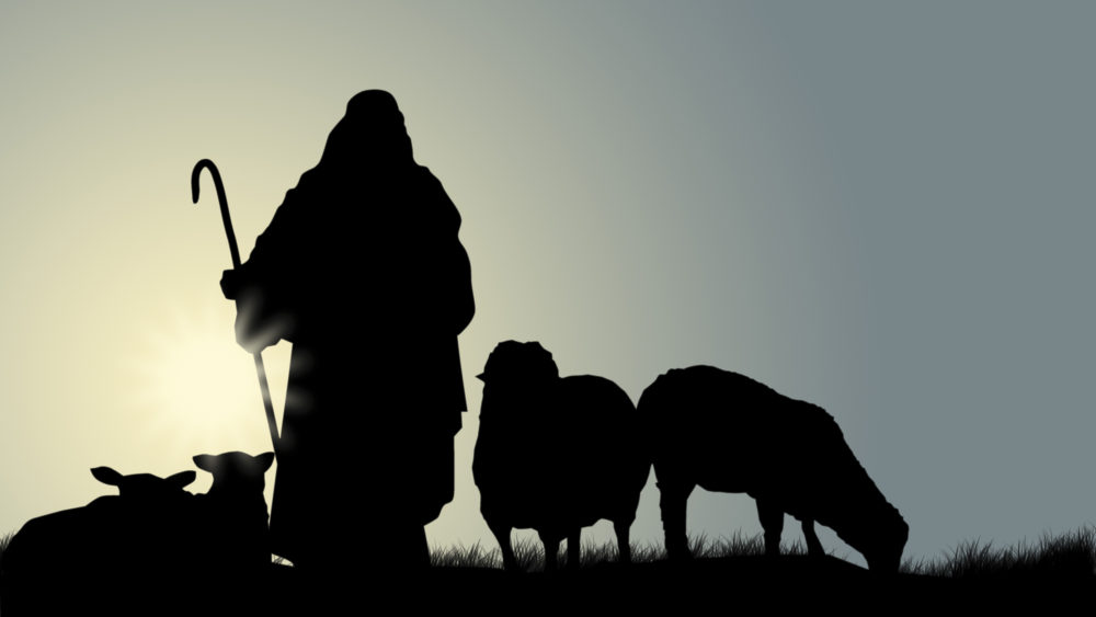 shepherdwithsheep