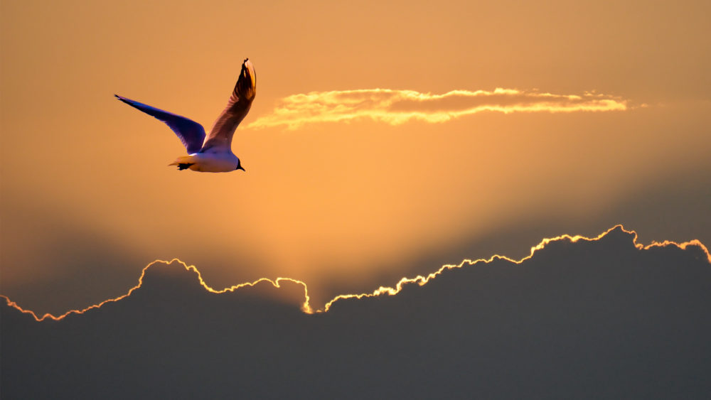 seagullblack-headedgullflyingtowardsthesettingsun-theclouds