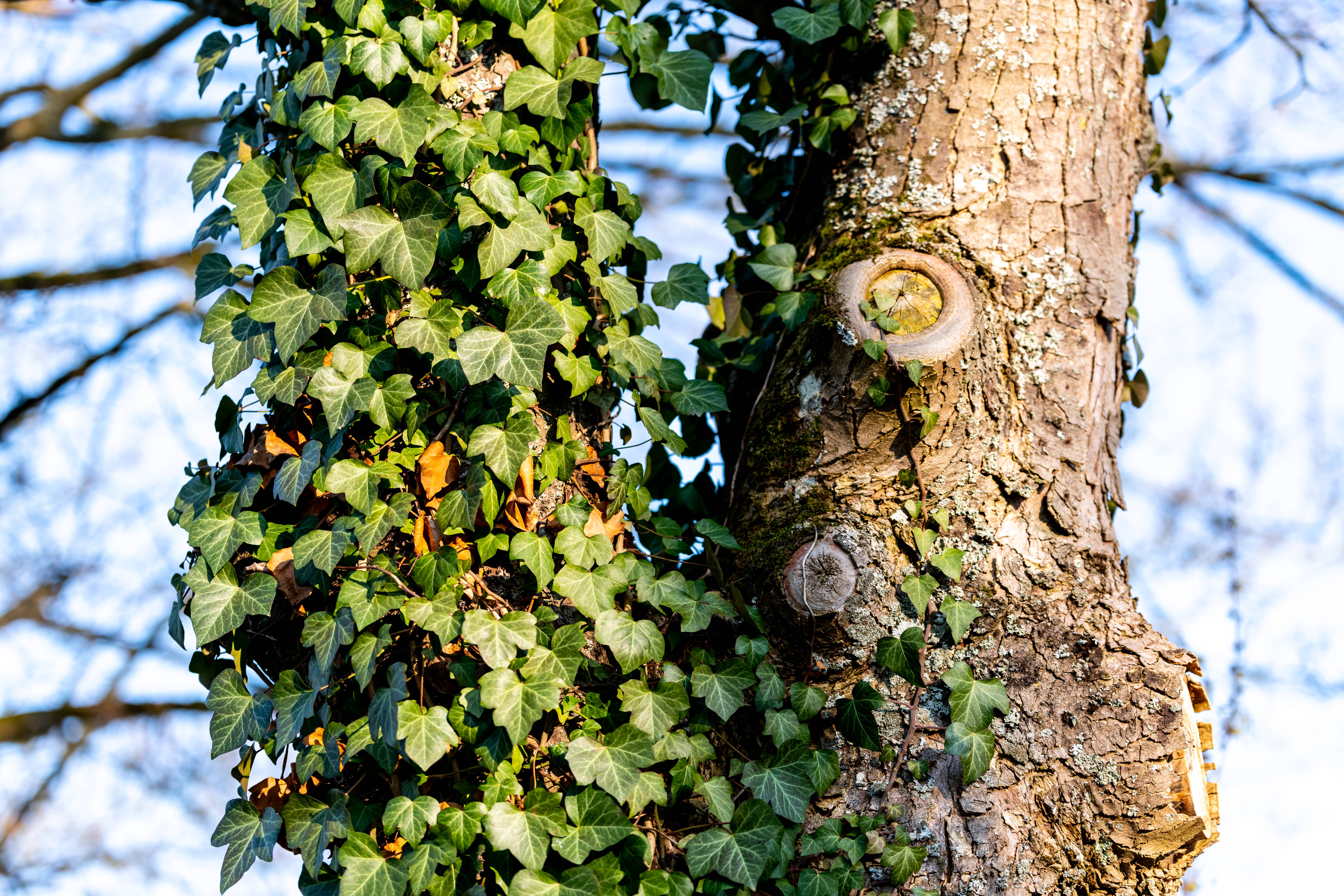 treeovergrownwithivyinspringtime