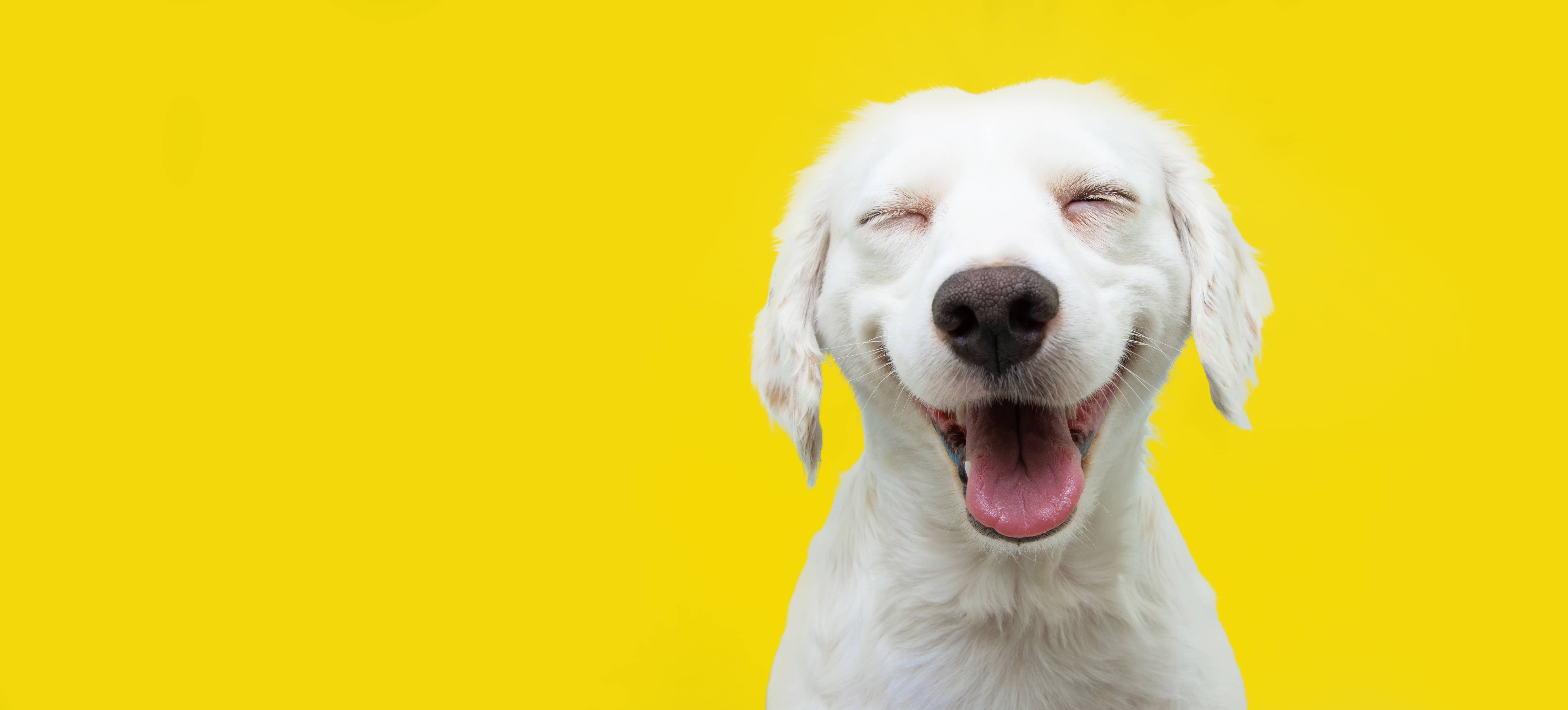 happypuppydogsmilingonisolatedyellowbackground