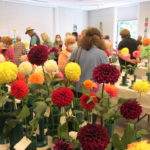 The 14th annual Dazzling Dahlia Show had some onlookers asking, “How many colors do dahlias come in?” A $64,000 question! Photo by Anne W. Semmes.