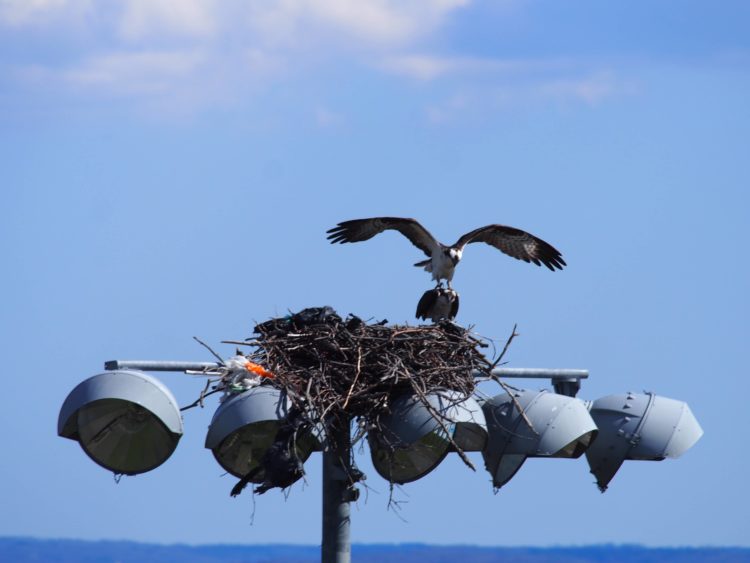 Birds and baseball II - Connecticut Audubon Society