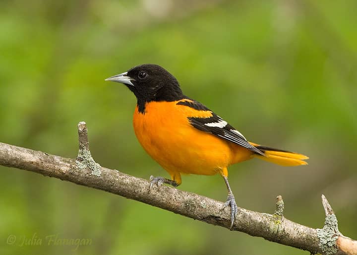 Wildly Successful: The Baltimore Oriole
