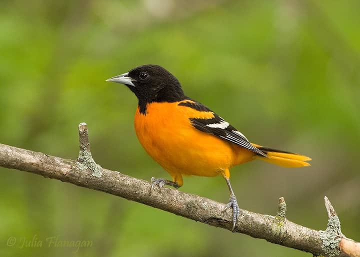 Michigan's Baltimore Oriole is a subspecies of Northern Oriole