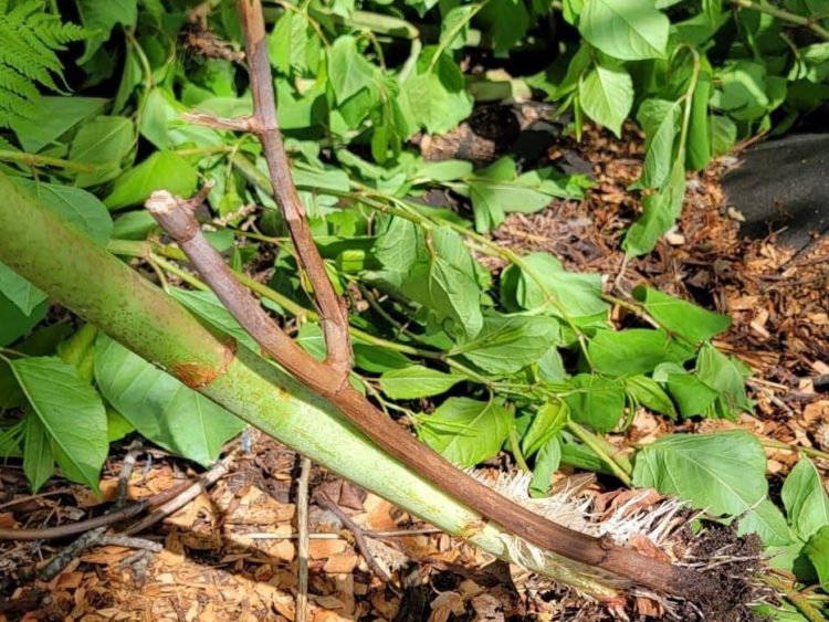 invasive-plants