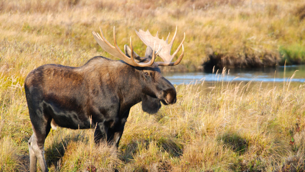 the-north-american-moose