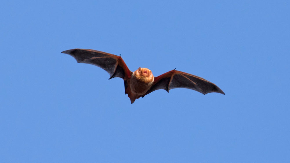 red-bat-connecticut-native