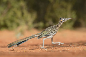 greater-roadrunner-geococcyx-californianus