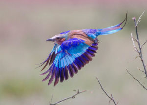 lilac-breasted-roller
