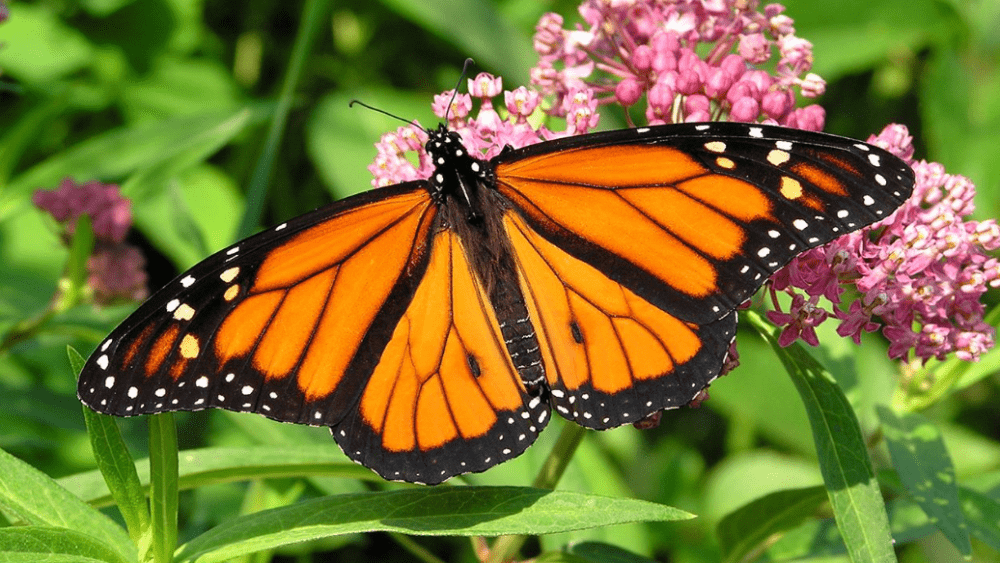 pollinator-butterfly