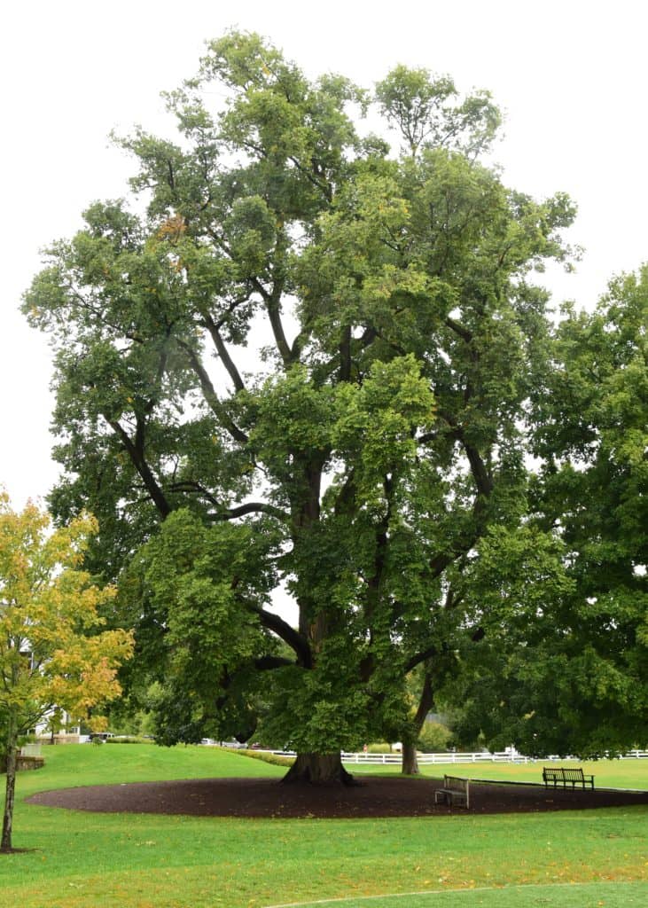 American Elm Tree – Green Thumbs Garden