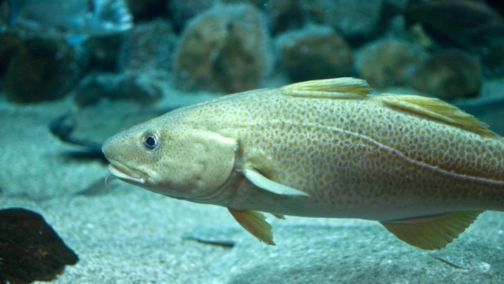 atlantic-cod