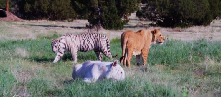 The Wild Animal Sanctuary, Keenesburg, CO