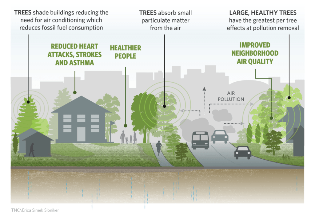 Street and Roadside Trees - Their value is greater than you may realize ...