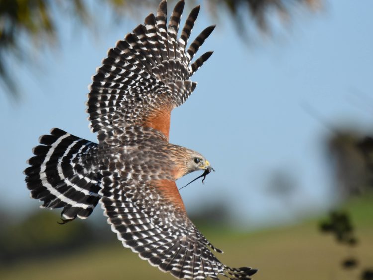 red-shouldeered-hawk