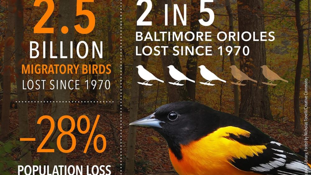 1-billion_oriole