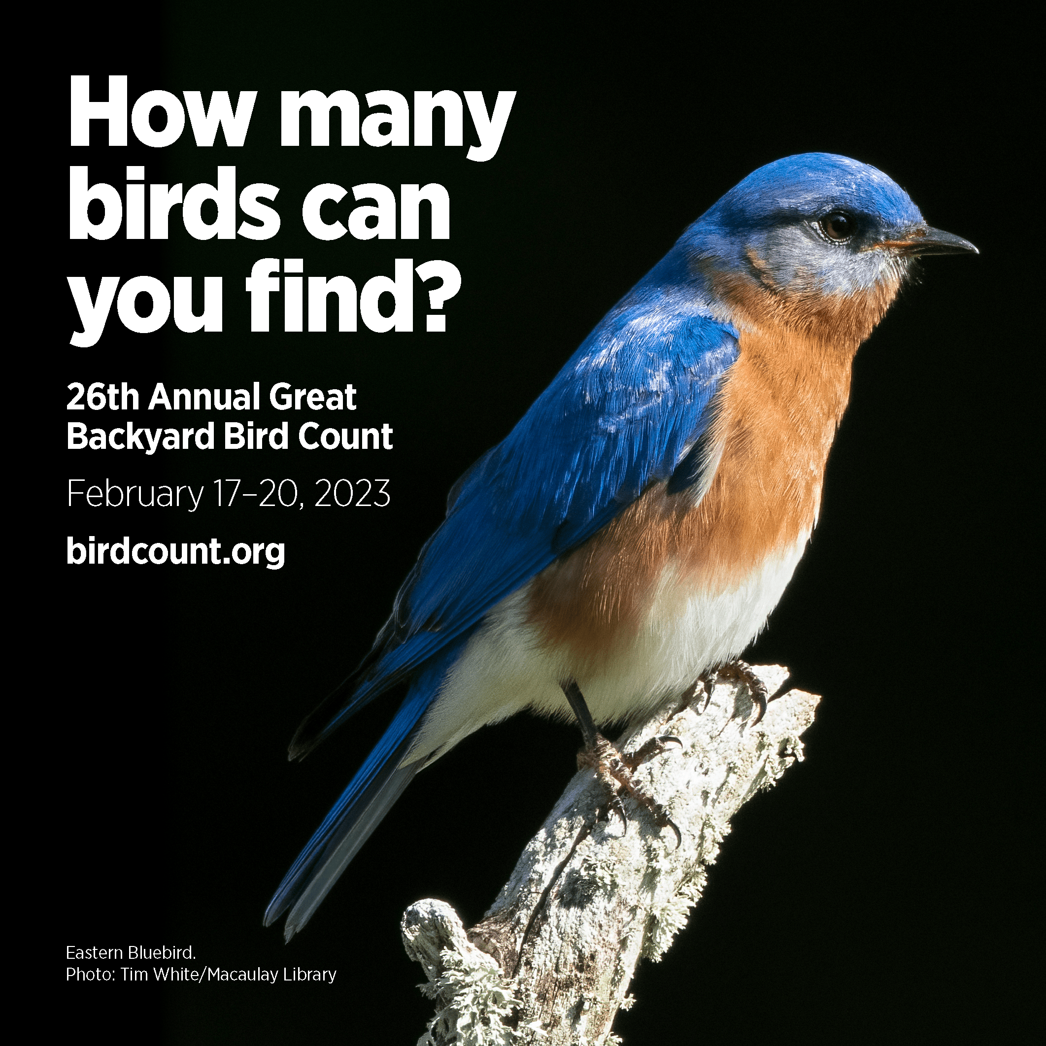 web_square_en_bluebird_page_1-1