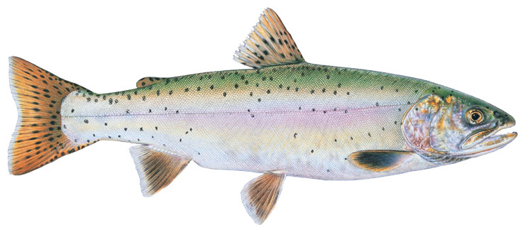 Wildly Successful: The Lahontan Cutthroat Trout - Greenwich Sentinel