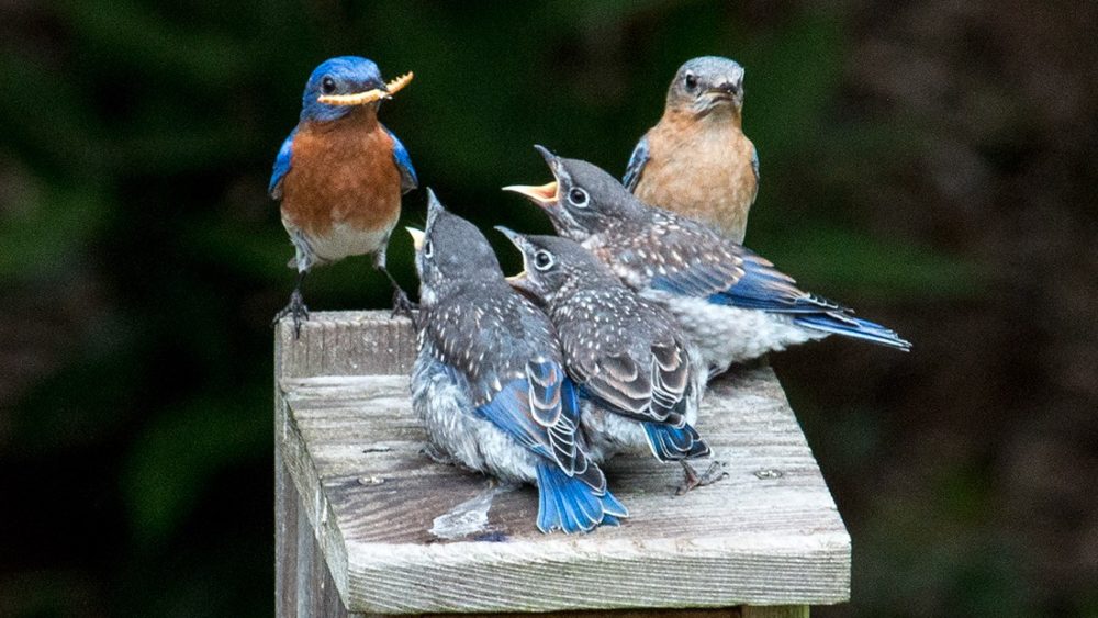 audubon-birds-nest-box