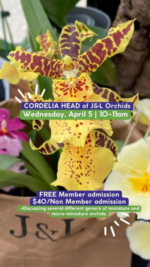 jl-orchids-2