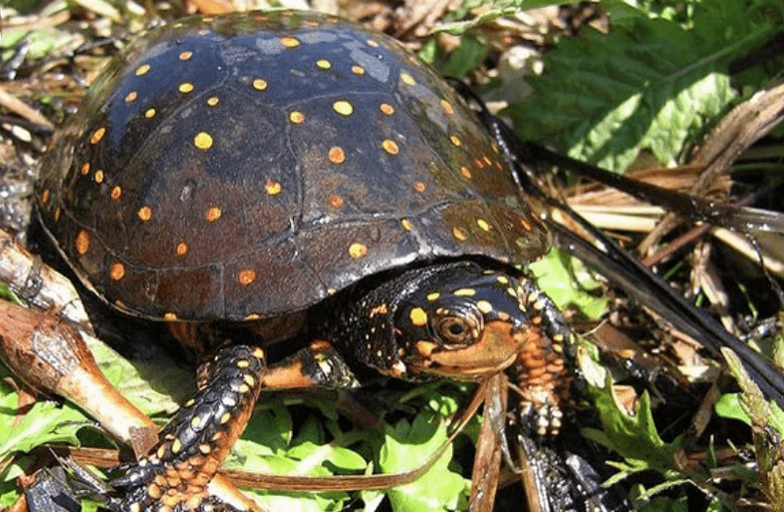 spotted-turtle