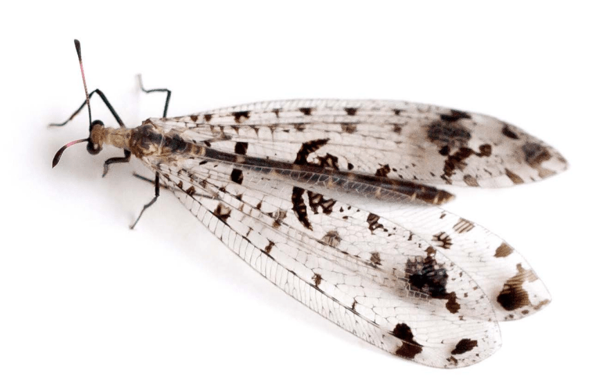 eastern-spotted-winged-antlion