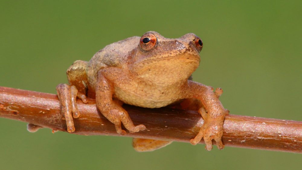 springpeepershutterstock