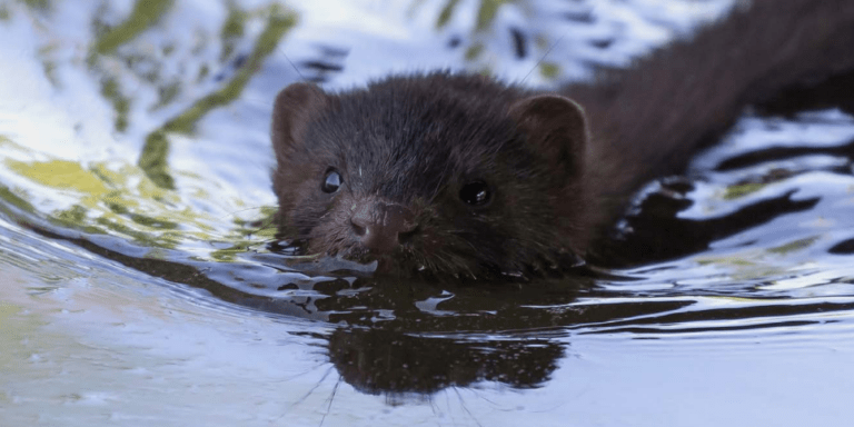 american-mink