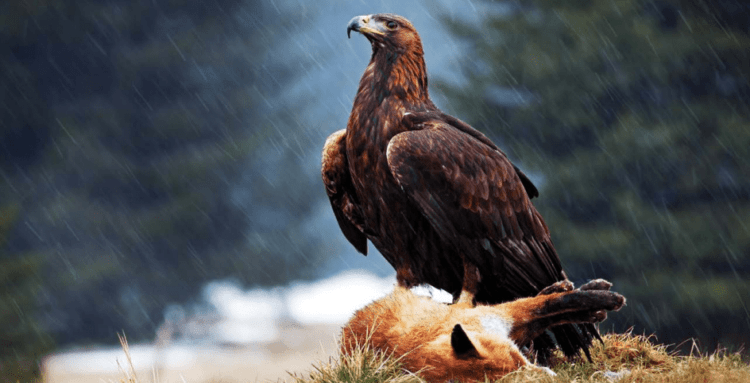 golden eagle png